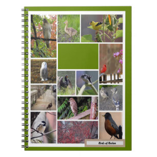Oiseaux du Carnet de Boston