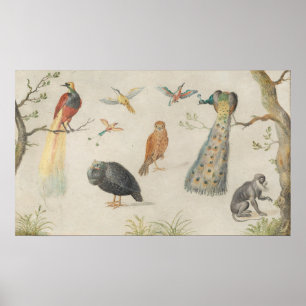 Oiseaux et singe - Jan van Kessel Poster d'art