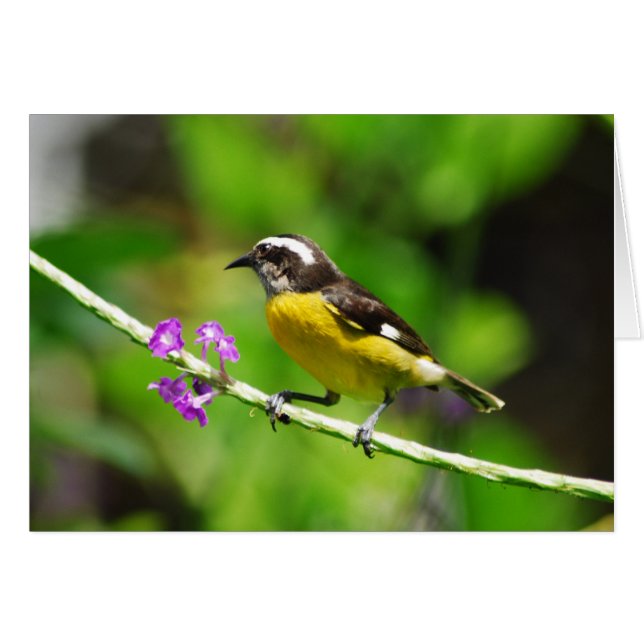 Oiseaux exotiques (Devant horizontal)