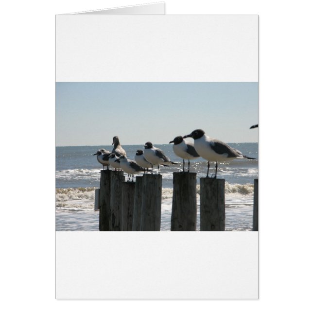 OISEAUX MARINS (Devant)