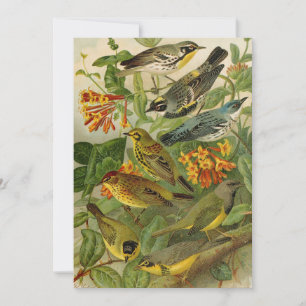 Oiseaux nord-américains Carte tzel Gustav Mü
