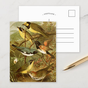 Oiseaux nord-américains Gustav Mü tzel Carte po