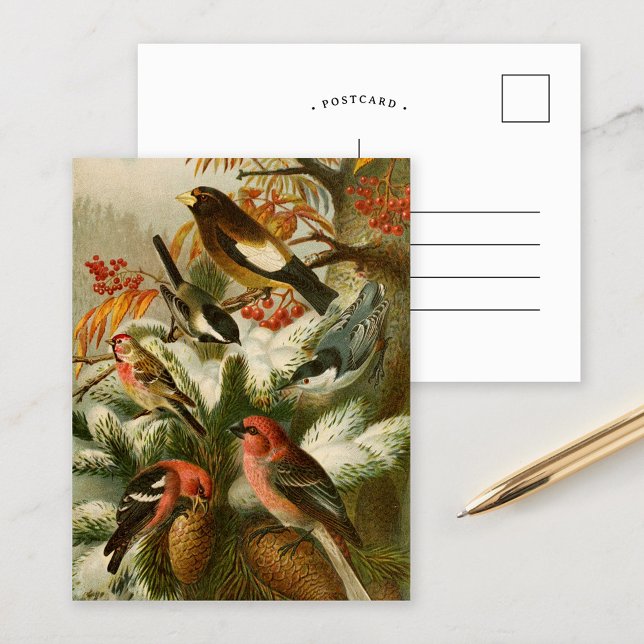 Oiseaux nord-américains | Gustav Mü tzel Carte po (Créateur téléchargé)