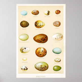 Oiseaux OEufs Poster vintage