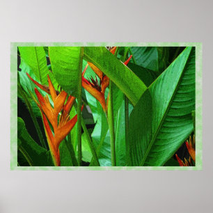 Oiseaux tropicaux 36 x 24 Poster