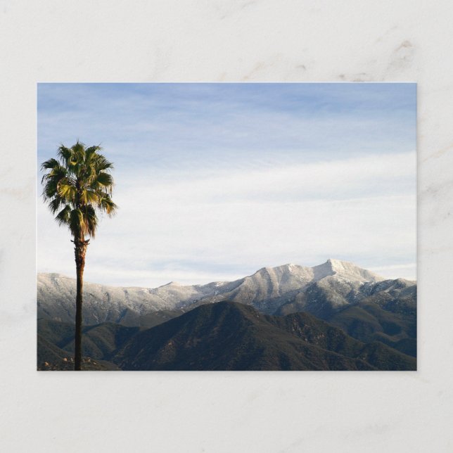 Ojai Palm Postkarte (Vorderseite)