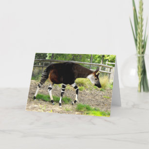 Okapi Feiertagskarte