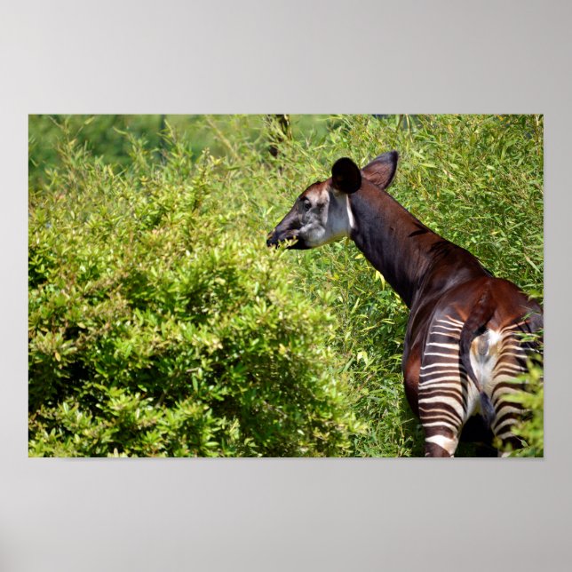 Okapi in der Vegetation Poster (Vorne)