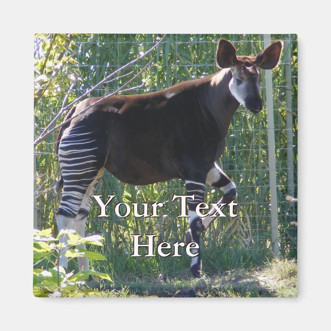Okapi Magnet (Devant)