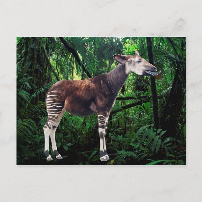 Okapi Postkarte (Vorderseite)