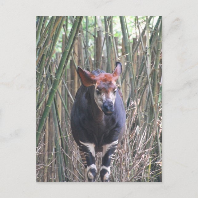 Okapi Postkarte (Vorderseite)