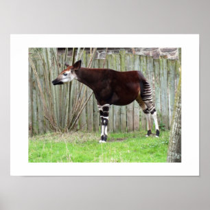 Okapi steht neben einem Zaun Poster