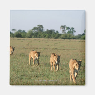 Okavango Dreieck, Botswana 4 Magnet
