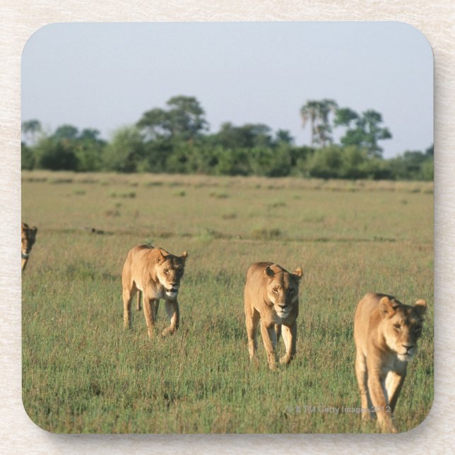 Okavango Dreieck, Botswana 4 Untersetzer (Vorderseite)