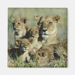 Okavango Dreieck, Botswana Magnet