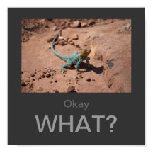 Okay, was? Collared Lizard Poster