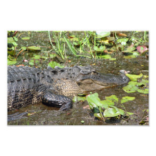 Okefenokee Sumpf-Park-AlligatorFoto-Druck Fotodruck