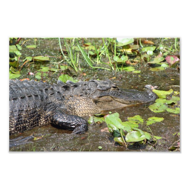 Okefenokee Swamp Park Alligator Foto Printwerbung (Vorne)