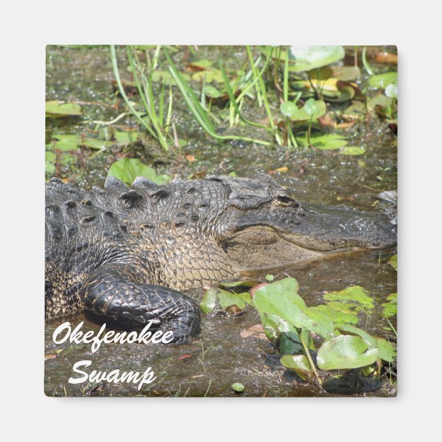 Okefenokee Swamp Waycross Georgia Alligator Magnet (Vorne)