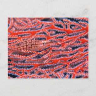 Okinawa, naher Hahnenfisch Postkarte