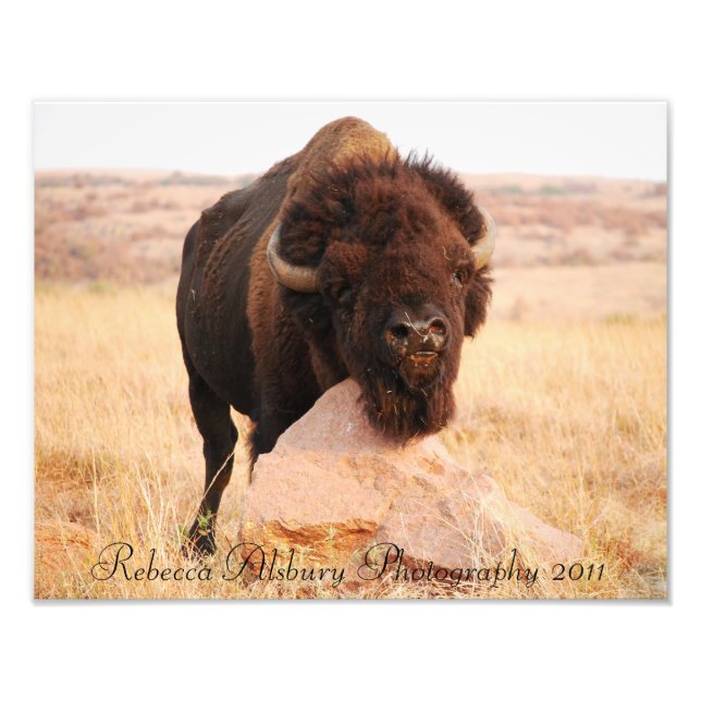 Oklahoma Bison, Rebecca Alsbury Photographie 2011 (Devant)