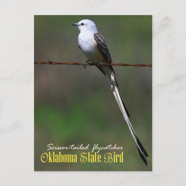Oklahoma Staat Bird: Flycatcher Postkarte (Vorderseite)