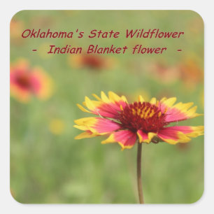 Oklahoma-Staats-Blumen-Aufkleber Quadratischer Aufkleber