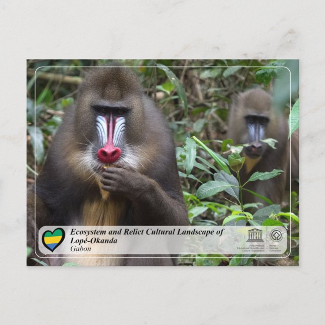 Ökosystem und Kulturlandschaft Lopé-Okanda Postkarte (Vorderseite)