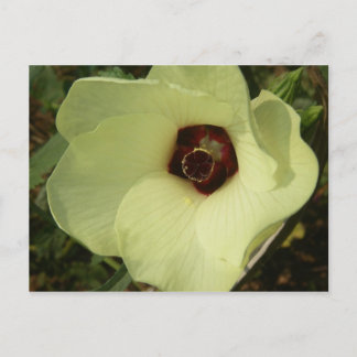 Okra Bloom Postcard Postkarte