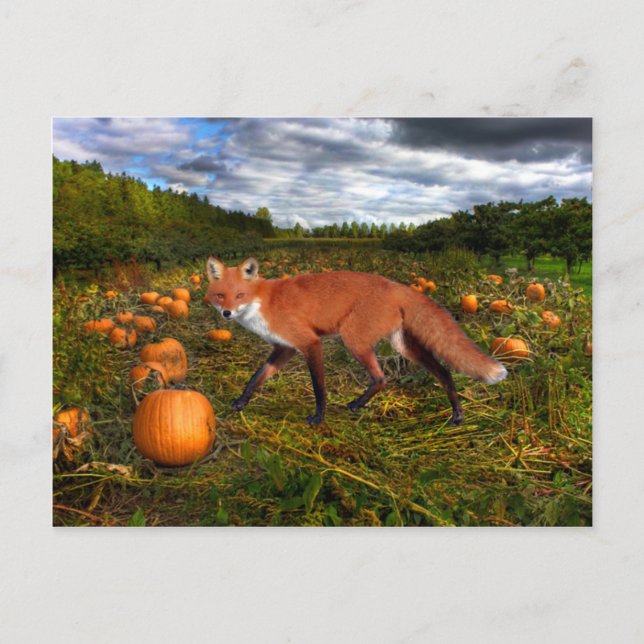 Oktober Fox Postkarte (Vorderseite)