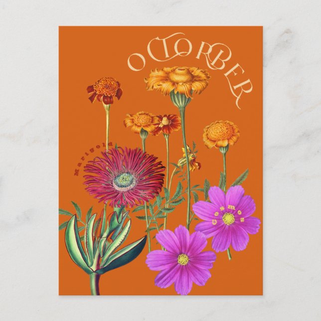 Oktober Monat Blume Marigold Cosmos Orange Postkarte (Vorderseite)
