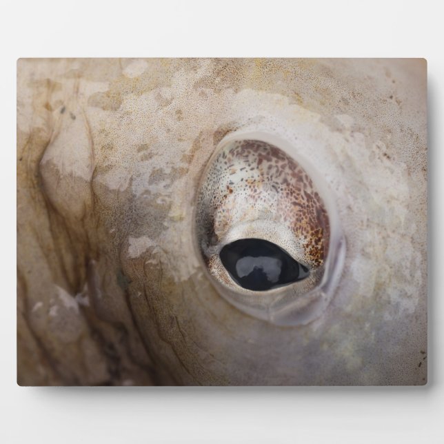 Oktopus Fotoplatte (Vorderseite)