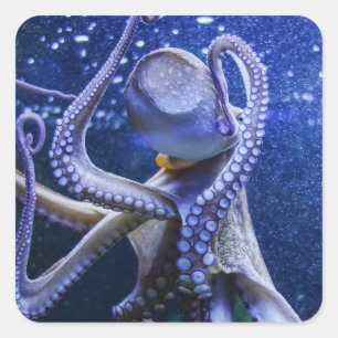 Oktopus Kraken Tintenfisch in blauen Blubberblasen Quadratischer Aufkleber