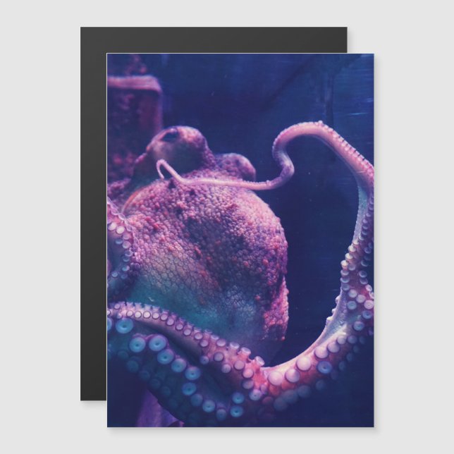 Oktopus Magnetkarte (Vorne/Hinten)