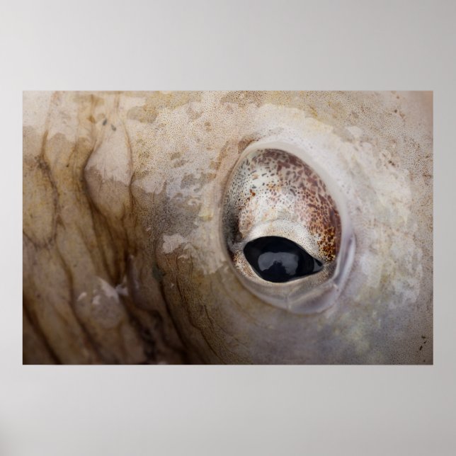 Oktopus Poster (Vorne)