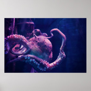 Oktopus Poster