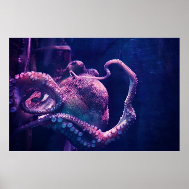 Oktopus Poster (Vorne)
