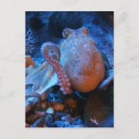 Oktopus