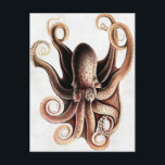 Oktopus Postkarte<br><div class="desc">Soweit ich weiß,  sind diese Bilder öffentlich zugänglich und sollen in den USA uneingeschränkt genutzt werden können. 
 Bitte kontaktieren Sie mich,  wenn Sie feststellen,  dass eines dieser Bilder nicht in Public Domain sind.</div>