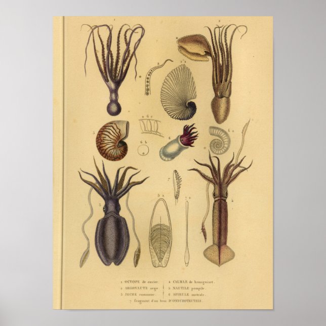 Oktopus Tintenfisch Nautilus Vintag Illustration P Poster (Vorne)