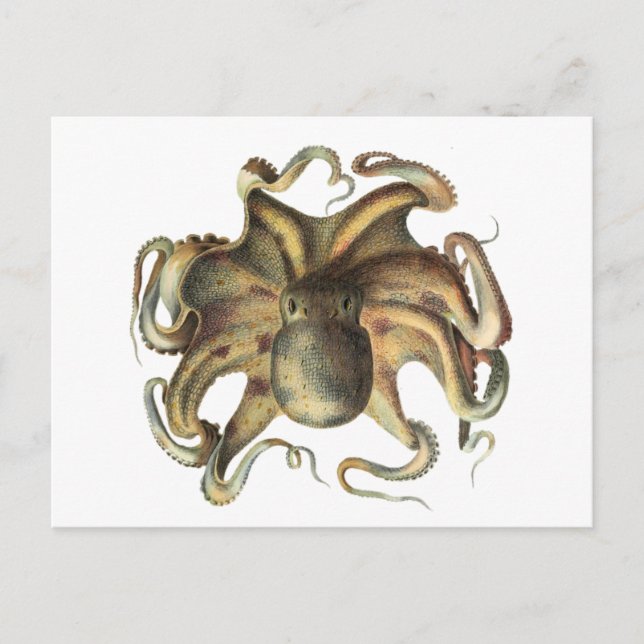 Oktopus Tintenfisch Vintage Abbildung Postkarte (Vorderseite)