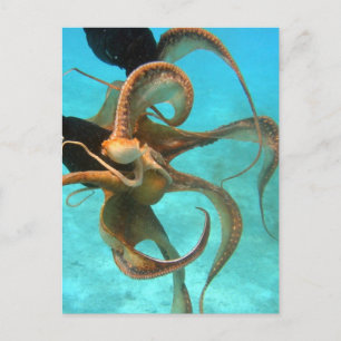 Oktopus unter Wasser Postkarte