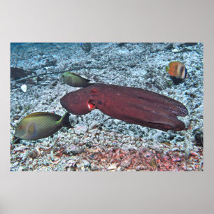 Oktopus unterwegs poster