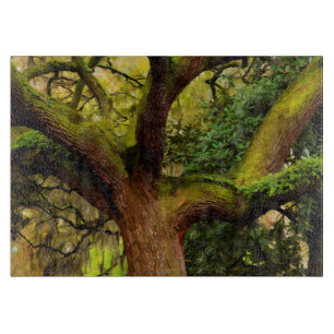 Ölbaum Schneidebrett