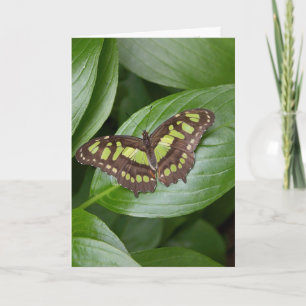 Olbrich Schmetterling 2 Karte