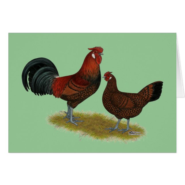 Old Anglais Pheasant Fowl (Devant Horizontal)