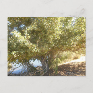 Old Apple Tree Bush Western Australia Carte postal