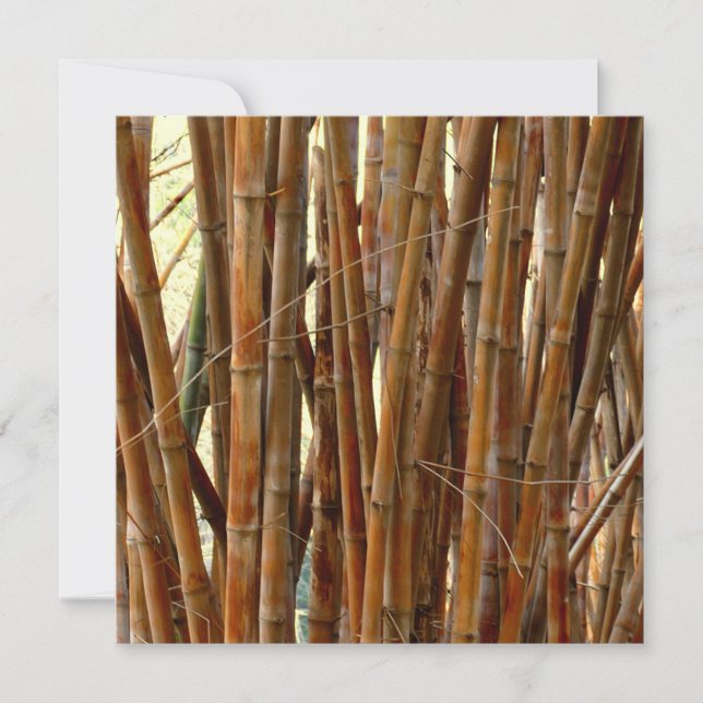 Old Bamboo (Vorderseite)