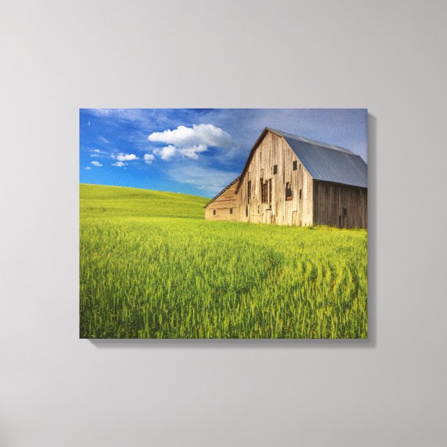 Old Barn in Field of Spring Wheat Leinwanddruck (Vorderseite)