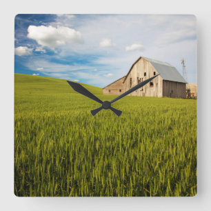 Old Barn Surrounded by Spring Wheat Field 2 Quadratische Wanduhr